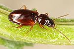 trechus-quadristriatus2-foto-dvorak