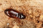 trechus-quadristriatus3-foto-altmann