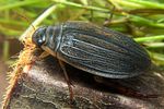 acilius-canaliculatus-female4-foto-koehler