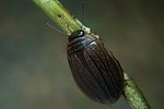 acilius-canaliculatus-female5-foto-koehler