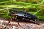 acilius-canaliculatus-male2-foto-koehler