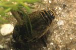 acilius-sulcatus-foto-faasen