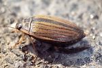 acilius-sulcatus-foto-wernicke