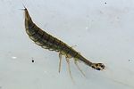 acilius-sulcatus-larva-foto-medger