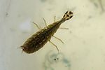 acilius-sulcatus2-larva-foto-medger