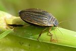 acilius-sulcatus3-foto-zimmermann