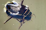 dytiscus-marginalis-couple-foto-vikhrev