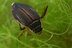 dytiscus-marginalis-female-foto-faasen