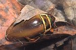 dytiscus-marginalis-foto-faasen