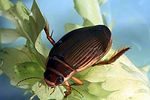 dytiscus-marginalis-foto-forst