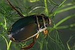dytiscus-marginalis-foto-leo