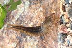 dytiscus-marginalis-larva1-foto-hromadko