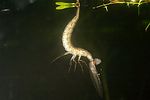 dytiscus-marginalis-larva2-foto-altmann