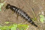 dytiscus-marginalis-larve-foto-hense