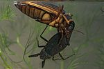dytiscus-marginalis-prey3-foto-leo