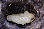 dytiscus-marginalis-pupa1-foto-hromadko