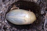 dytiscus-marginalis-pupa4-foto-hromadko