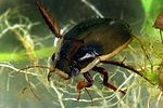 dytiscus-semisulcatus-male-foto-koehler