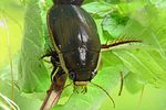 dytiscus-semisulcatus-male2-foto-koehler
