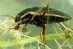 dytiscus-semisulcatus-male3-foto-koehler