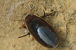dytiscus-semisulcatus-male4-foto-koehler