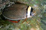graphoderus-bilineatus-foto-wurst