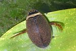 graphoderus-bilineatus2-foto-wurst