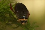 graphoderus-cinereus2-foto-faasen