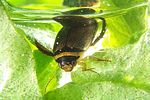 graphoderus-cinereus2-foto-koehler