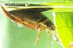 graphoderus-cinereus4-foto-koehler