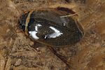 graphoderus-zonatus-foto-koehler