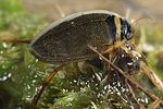 graphoderus-zonatus2-foto-koehler