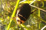 hydaticus-transversalis-foto-koehler
