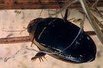 hydaticus-transversalis2-foto-eukprague-polacek
