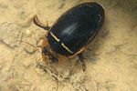 hydaticus-transversalis2-foto-koehler