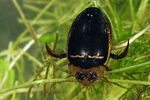 hydaticus-transversalis3-foto-koehler