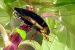 hydaticus-transversalis4-foto-koehler