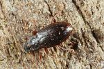 hydraena-britteni-male2-foto-altmann