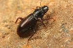 hydraena-gracilis2-foto-koehler
