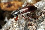 hydraena-gracilis3-foto-koehler