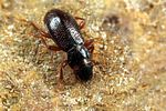 hydraena-minutissima-foto-koehler