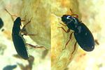 hydraena-riparia-foto-sondermann