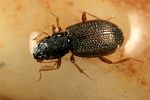 hydraena-testacea-foto-koehler