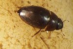 limnebius-truncatellus-foto-koehler