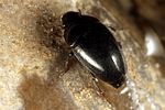 limnebius-truncatellus2-foto-koehler