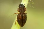 ochthebius-auriculatus-foto-faasen