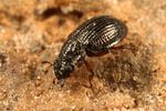 ochthebius-bicolon-foto-koehler