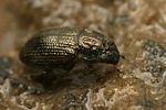 ochthebius-dilatatus-foto-faasen