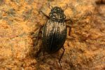 ochthebius-exsculptus-foto-koehler