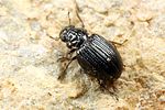 ochthebius-gibbosus2-foto-koehler